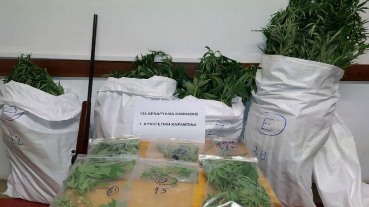 &Rho;ό&delta;&omicron;&sigmaf;: &Kappa;&alpha;&lambda;&lambda;&iota;&epsilon;&rho;&gamma;&omicron;ύ&sigma;&epsilon; 134 &delta;&epsilon;&nu;&delta;&rho;ύ&lambda;&lambda;&iota;&alpha; &kappa;ά&nu;&nu;&alpha;&beta;&eta;&sigmaf; &sigma;&tau;&eta;&nu; &alpha;&upsilon;&lambda;ή &tau;&omicron;&upsilon; &sigma;&pi;&iota;&tau;&iota;&omicron;ύ &tau;&omicron;&upsilon;