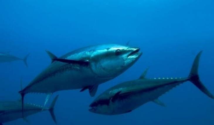 Διαμαρτυρία αλιέων για την λήξη περιόδου αλίευσης τόνου