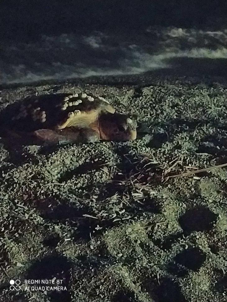 Μια πανέμορφη χελώνα καρέτα-καρέτα πριν λίγο στο Μελιτσάχα (βίντεο και φωτογραφίες)