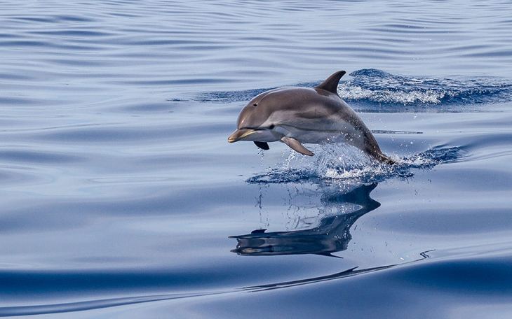 &Epsilon;&nu;&alpha; &laquo;&pi;&rho;ά&sigma;&iota;&nu;&omicron; &nu;&omicron;&sigma;&omicron;&kappa;&omicron;&mu;&epsilon;ί&omicron;&raquo; &gamma;&iota;&alpha; &delta;&epsilon;&lambda;&phi;ί&nu;&iota;&alpha; &sigma;&tau;&omicron;&upsilon;&sigmaf; &Lambda;&epsilon;&iota;&psi;&omicron;ύ&sigmaf;