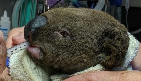 Αυστραλία: Φόβοι για θάνατο εκατοντάδων κοάλα σε μεγάλη φωτιά