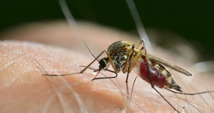 Ανησυχία για την έξαρση της παρουσίας πληθυσμών κουνουπιών