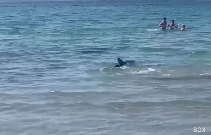 Πανικός σε παραλία: Καρχαρίας μήκους 2,5 μέτρων κυνηγά λουόμενους (βίντεο)