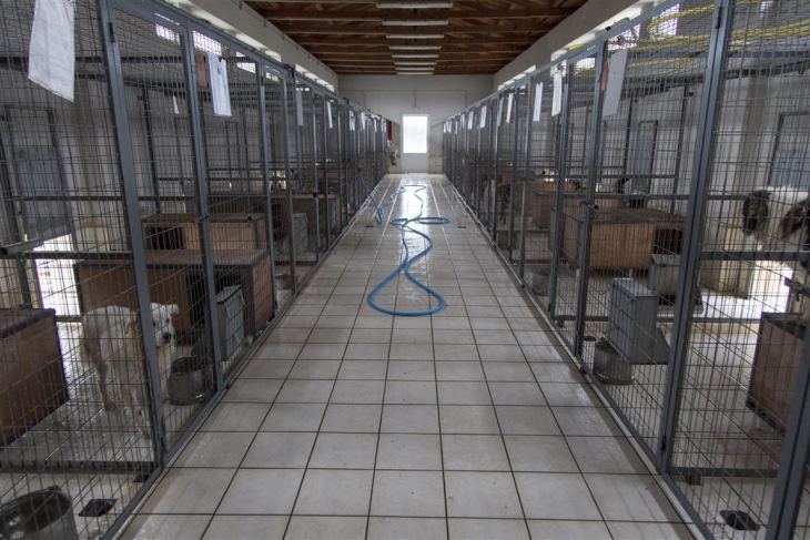 Ο Δήμος Καλυμνίων προκηρύσσει μειοδοτική και φανερή δημοπρασία οικοπέδου για κατασκευή καταφυγίου Αδεσπότων Ζώων.
