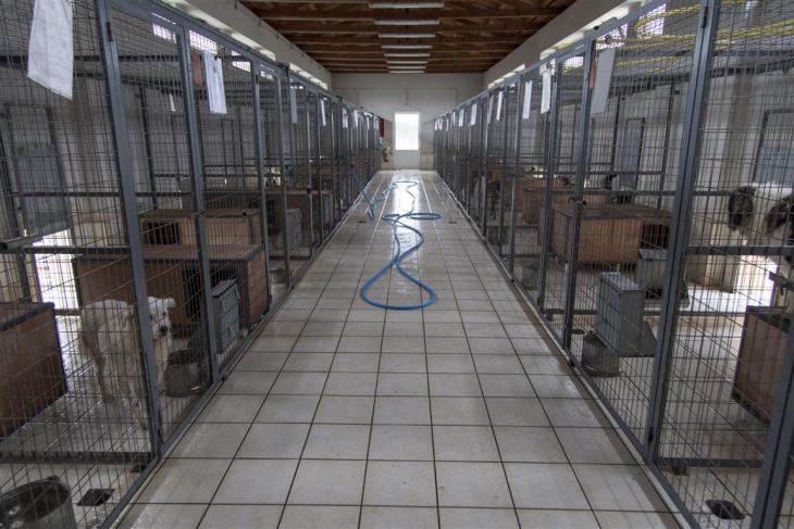 &Omicron; &Delta;ή&mu;&omicron;&sigmaf; &Kappa;&alpha;&lambda;&upsilon;&mu;&nu;ί&omega;&nu; &pi;&rho;&omicron;&kappa;&eta;&rho;ύ&sigma;&sigma;&epsilon;&iota; &mu;&epsilon;&iota;&omicron;&delta;&omicron;&tau;&iota;&kappa;ή &kappa;&alpha;&iota; &phi;&alpha;&nu;&epsilon;&rho;ή &delta;&eta;&mu;&omicron;&pi;&rho;&alpha;&sigma;ί&alpha; &omicron;&iota;&kappa;&omicron;&pi;έ&delta;&omicron;&upsilon; &gamma;&iota;&alpha; &kappa;&alpha;&tau;&alpha;&sigma;&kappa;&epsilon;&upsilon;ή &kappa;&alpha;&tau;&alpha;&phi;&upsilon;&gamma;ί&omicron;&upsilon; &Alpha;&delta;&epsilon;&sigma;&pi;ό&tau;&omega;&nu; &Zeta;ώ&omega;&nu;.