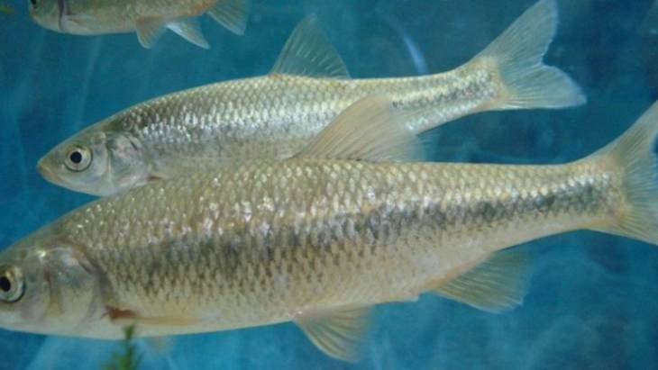 &Rho;ό&delta;&omicron;&sigmaf;: &Gamma;&kappa;&iota;&zeta;ά&nu;&iota;, έ&nu;&alpha; &psi;&alpha;&rho;ά&kappa;&iota;, &laquo;&pi;&rho;&omega;&tau;&alpha;&theta;&lambda;&eta;&tau;ή&sigmaf;&raquo; &tau;&eta;&sigmaf; &epsilon;&pi;&iota;&beta;ί&omega;&sigma;&eta;&sigmaf;