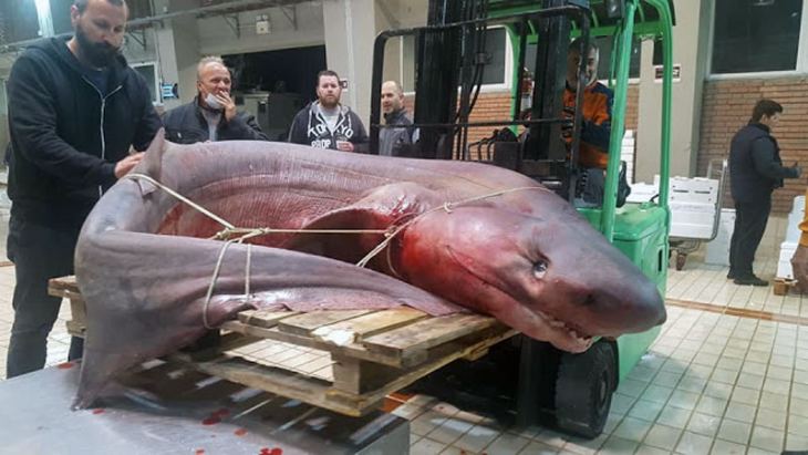 Tεράστιο καρχαριοειδές 330 κιλών αλιεύτηκε σήμερα