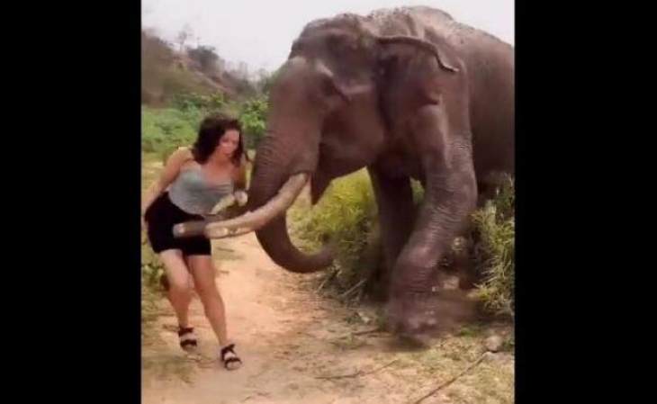 Τουρίστρια ήθελε παιχνίδια με έναν ελέφαντα και... την πήρε και τη σήκωσε - Δείτε βίντεο