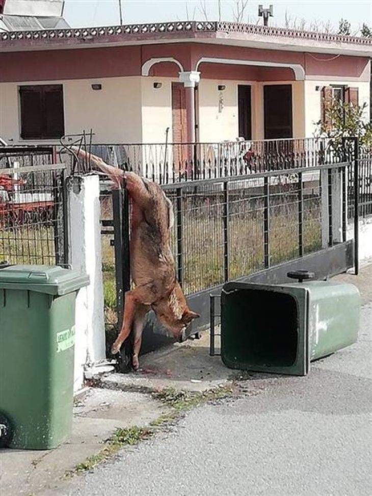 Έ&nu;&alpha;&sigmaf; &lambda;ύ&kappa;&omicron;&sigmaf; &epsilon;ί&chi;&epsilon; &epsilon;&gamma;&kappa;&lambda;&omega;&beta;&iota;&sigma;&tau;&epsilon;ί &sigma;&tau;&iota;&sigmaf; &lambda;ό&gamma;&chi;&epsilon;&sigmaf; &tau;&eta;&sigmaf; &kappa;&alpha;&gamma;&kappa;&epsilon;&lambda;ό&pi;&omicron;&rho;&tau;&alpha;&sigmaf; &tau;&eta;&sigmaf; &omicron;&iota;&kappa;ί&alpha;&sigmaf;, &alpha;&delta;&upsilon;&nu;&alpha;&tau;ώ&nu;&tau;&alpha;&sigmaf; &nu;&alpha; &xi;&epsilon;&phi;ύ&gamma;&epsilon;&iota;