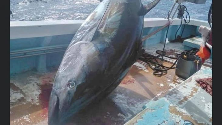 300 &kappa;&iota;&lambda;ά &psi;ά&rho;&iota; &delta;&epsilon;&nu; &tau;&omicron; &lambda;&epsilon;&sigmaf; &kappa;&alpha;&iota; &lambda;ί&gamma;&omicron;