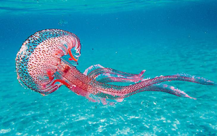 &Omicron;&iota; &mu;&omega;&beta; &mu;έ&delta;&omicron;&upsilon;&sigma;&epsilon;&sigmaf; &kappa;ά&nu;&omicron;&upsilon;&nu; &laquo;&alpha;&pi;ό&beta;&alpha;&sigma;&eta;&raquo; &sigma;&epsilon; &nu;&eta;&sigma;&iota;ά &tau;&omega;&nu; &Kappa;&upsilon;&kappa;&lambda;ά&delta;&omega;&nu;