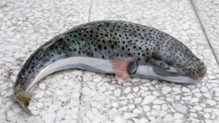 &Lambda;&alpha;&gamma;&omicron;&kappa;έ&phi;&alpha;&lambda;&omicron;&sigmaf;: &Mu;έ&chi;&rho;&iota; &kappa;&alpha;&iota; &omicron; &Epsilon;&rho;&nu;&tau;&omicron;&gamma;ά&nu; &tau;&omicron;&upsilon; &kappa;ή&rho;&upsilon;&xi;&epsilon; &pi;ό&lambda;&epsilon;&mu;&omicron;