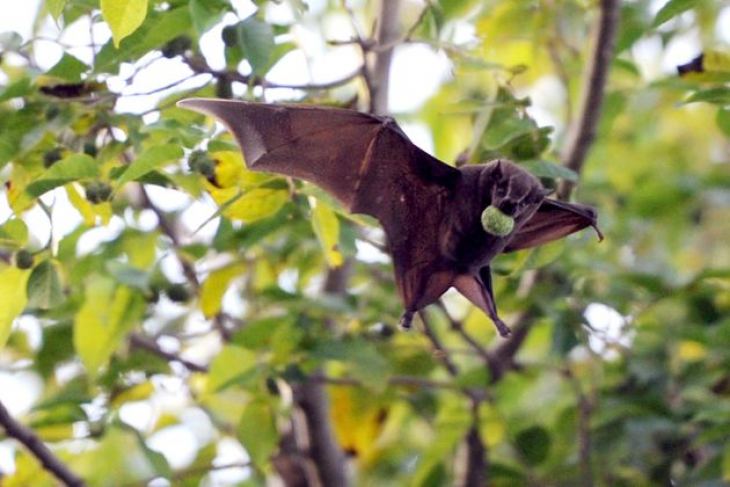 Πώς ζουν οι νυχτερίδες με τόσους πολλούς ιούς