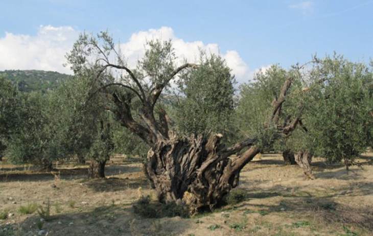 Καταγραφή αιωνόβιων ελαιόδεντρων για την προστασία τους από την Περιφέρεια Ν.Αιγαίου