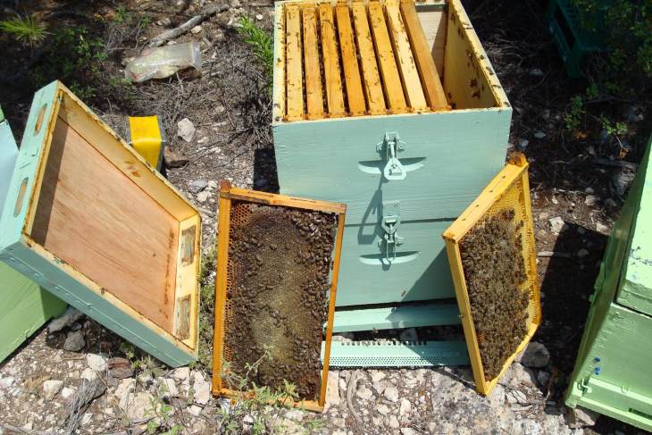 Κρατική ενίσχυση 20 εκατ. σε μελισσοκόμους και χοιροτρόφους