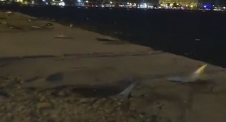 Η στιγμή που εκατοντάδες ψάρια πετάγονται ζωντανά από τη θάλασσα στη στεριά (ΒΙΝΤΕΟ)