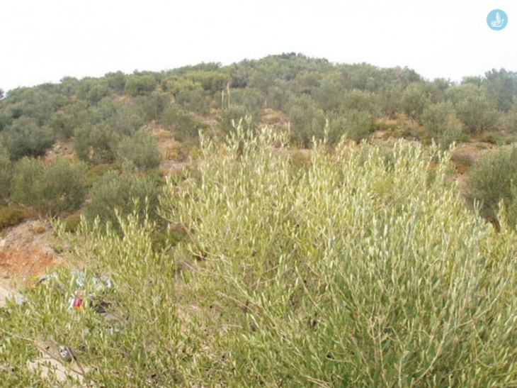 &Theta;&epsilon;&omega;&rho;ή&theta;&eta;&kappa;&alpha;&nu; &omicron;&iota; &delta;&alpha;&sigma;&iota;&kappa;&omicron;ί &chi;ά&rho;&tau;&epsilon;&sigmaf; &tau;&omega;&nu; &Epsilon;&nu;&omicron;&tau;ή&tau;&omega;&nu; &Rho;ό&delta;&omicron;&upsilon;, &Kappa;&omega;, &Kappa;&alpha;&lambda;ύ&mu;&nu;&omicron;&upsilon; &kappa;&alpha;&iota; &Kappa;&alpha;&rho;&pi;ά&theta;&omicron;&upsilon;