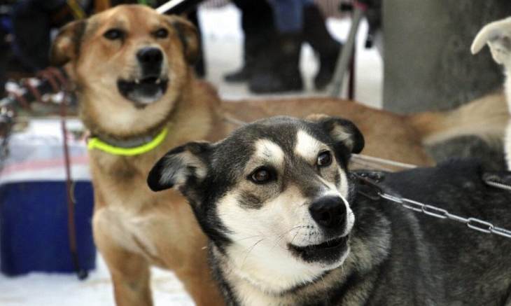 &laquo;&Gamma;&rho;ί&pi;&eta; &tau;&omega;&nu; &sigma;&kappa;ύ&lambda;&omega;&nu;&raquo;: &Eta; &nu;έ&alpha; &upsilon;&gamma;&epsilon;&iota;&omicron;&nu;&omicron;&mu;&iota;&kappa;ή &alpha;&pi;&epsilon;&iota;&lambda;ή &pi;&omicron;&upsilon; &alpha;&nu;&eta;&sigma;&upsilon;&chi;&epsilon;ί &tau;&omicron;&upsilon;&sigmaf; &epsilon;&pi;&iota;&sigma;&tau;ή&mu;&omicron;&nu;&epsilon;&sigmaf;