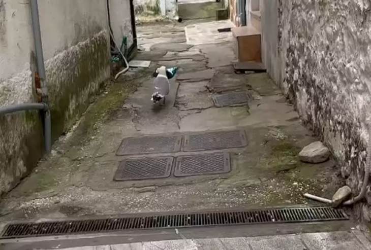 &Gamma;&lambda;ά&rho;&omicron;&sigmaf; &sigma;&tau;&eta;&nu; &Kappa;&alpha;&beta;ά&lambda;&alpha; έ&chi;&epsilon;&iota; &tau;&alpha;&rho;ά&xi;&epsilon;&iota; &pi;&epsilon;&rho;ί&pi;&tau;&epsilon;&rho;&omicron; &sigma;&tau;&iota;&sigmaf; &kappa;&lambda;&omicron;&pi;έ&sigmaf; - &pi;&alpha;ί&rho;&nu;&epsilon;&iota; &kappa;&rho;&omicron;&upsilon;&alpha;&sigma;ά&nu; &kappa;&alpha;&iota; &gamma;&alpha;&rho;&iota;&delta;ά&kappa;&iota;&alpha; - &Delta;&epsilon;ί&tau;&epsilon; &beta;ί&nu;&tau;&epsilon;&omicron;