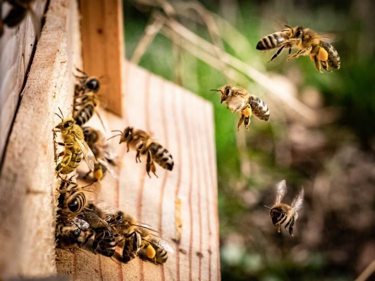 Greenpeace: Το τοξικό φορτίο που σκοτώνει τις μέλισσες
