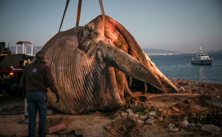 &Mu;έ&tau;&rho;&alpha; &gamma;&iota;&alpha; &tau;&eta;&nu; &pi;&rho;&omicron;&sigma;&tau;&alpha;&sigma;ί&alpha; &tau;&omega;&nu; &theta;&alpha;&lambda;&alpha;&sigma;&sigma;ί&omega;&nu; &kappa;&eta;&tau;ώ&nu; &lambda;&alpha;&mu;&beta;ά&nu;&epsilon;&iota; &tau;&omicron; &Upsilon;&Nu;&Alpha;&Nu;&Pi;