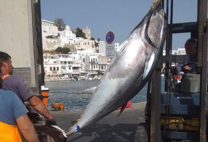 &Nu;ά&xi;&omicron;&sigmaf;: &Kappa;&alpha;&lambda;ύ&mu;&nu;&iota;&omicron;&iota; &psi;&alpha;&rho;ά&delta;&epsilon;&sigmaf; &psi;ά&rho;&epsilon;&psi;&alpha;&nu; &tau;ό&nu;&omicron; ύ&psi;&omicron;&upsilon;&sigmaf; 2,17 &mu;έ&tau;&rho;&omega;&nu; &kappa;&alpha;&iota; 153 &kappa;&iota;&lambda;ώ&nu;