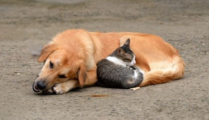 &Pi;&alpha;&gamma;&kappa;ό&sigma;&mu;&iota;&alpha; &Eta;&mu;έ&rho;&alpha; &Zeta;ώ&omega;&nu;: &Eta; &zeta;&omega;ή &tau;&omega;&nu; &alpha;&delta;έ&sigma;&pi;&omicron;&tau;&omega;&nu; &sigma;&tau;&eta;&nu; &epsilon;&pi;&omicron;&chi;ή &tau;&omicron;&upsilon; &kappa;&omicron;&rho;&omicron;&nu;&omicron;ϊ&omicron;ύ