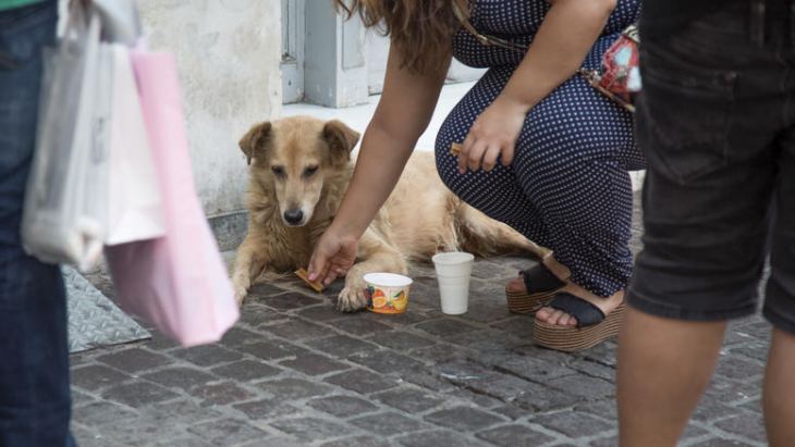 &Epsilon;&pi;&iota;&chi;&omicron;&rho;ή&gamma;&eta;&sigma;&eta; &Delta;ή&mu;&omega;&nu; &alpha;&pi;ό &tau;&omicron; &upsilon;&pi;. &Epsilon;&sigma;&omega;&tau;&epsilon;&rho;&iota;&kappa;ώ&nu; &gamma;&iota;&alpha; &alpha;&gamma;&omicron;&rho;ά &tau;&rho;&omicron;&phi;ή&sigmaf; &kappa;&alpha;&iota; &phi;&alpha;&rho;&mu;ά&kappa;&omega;&nu; &sigma;&epsilon; &alpha;&delta;έ&sigma;&pi;&omicron;&tau;&alpha;