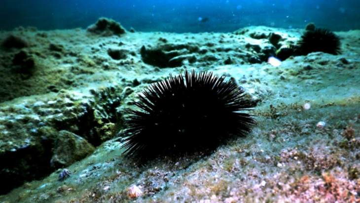 &Delta;&eta;&lambda;&eta;&tau;&eta;&rho;&iota;ώ&delta;&eta;&sigmaf; &alpha;&chi;&iota;&nu;ό&sigmaf; &alpha;&pi;&epsilon;&iota;&lambda;&epsilon;ί &tau;&iota;&sigmaf; &epsilon;&lambda;&lambda;&eta;&nu;&iota;&kappa;έ&sigmaf; &theta;ά&lambda;&alpha;&sigma;&sigma;&epsilon;&sigmaf; &ndash; &Epsilon;&chi;&epsilon;&iota; &epsilon;&nu;&tau;&omicron;&pi;&iota;&sigma;&tau;&epsilon;ί &kappa;&alpha;&iota; &sigma;&tau;&eta;&nu; &Kappa;ά&lambda;&upsilon;&mu;&nu;&omicron;