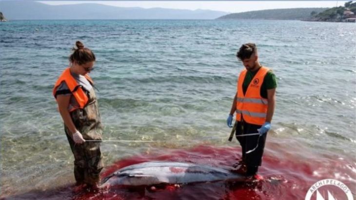 &Phi;ώ&kappa;&iota;&epsilon;&sigmaf; &kappa;&alpha;&iota; &delta;&epsilon;&lambda;&phi;ί&nu;&iota;&alpha; &xi;&epsilon;&beta;&rho;ά&zeta;&omicron;&nu;&tau;&alpha;&iota; &nu;&epsilon;&kappa;&rho;ά &sigma;&tau;&iota;&sigmaf; &alpha;&kappa;&tau;έ&sigmaf; &tau;&omega;&nu; &nu;&eta;&sigma;&iota;ώ&nu; &mu;&alpha;&sigmaf;