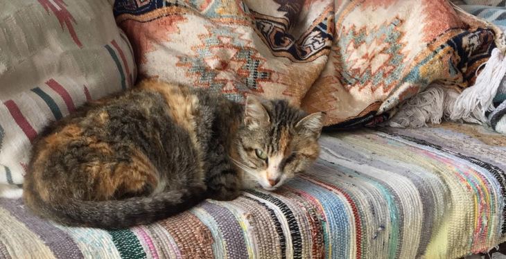 &Eta; &alpha;&nu;&omicron;&iota;&kappa;&tau;ή &pi;&lambda;&eta;&gamma;ή &mu;&epsilon; &tau;&alpha; &alpha;&delta;έ&sigma;&pi;&omicron;&tau;&alpha; &sigma;&tau;&eta;&nu; &Kappa;ά&lambda;&upsilon;&mu;&nu;&omicron;