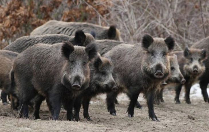 &Pi;&lambda;&eta;&sigma;&iota;ά&zeta;&epsilon;&iota; &tau;&alpha;  &gamma;&epsilon;&rho;&mu;&alpha;&nu;&iota;&kappa;ά &sigma;ύ&nu;&omicron;&rho;&alpha; &eta; &Alpha;&phi;&rho;&iota;&kappa;&alpha;&nu;&iota;&kappa;ή &Pi;&alpha;&nu;ώ&lambda;&eta; &tau;&omega;&nu; &Chi;&omicron;ί&rho;&omega;&nu;