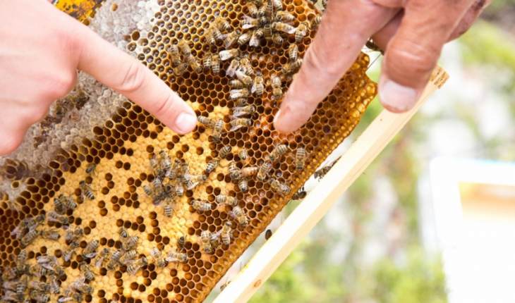 Επιστολή του συνεταιρισμού Θυμαρίσιου Μελιού &quot;ΘΥΜΑΡΙΤΗΣ&quot;  : «Εξαίρεση μελισσοκόμων από τη γενική απαγόρευση εξόδου από το νησί είτε αποζημίωσή τους»