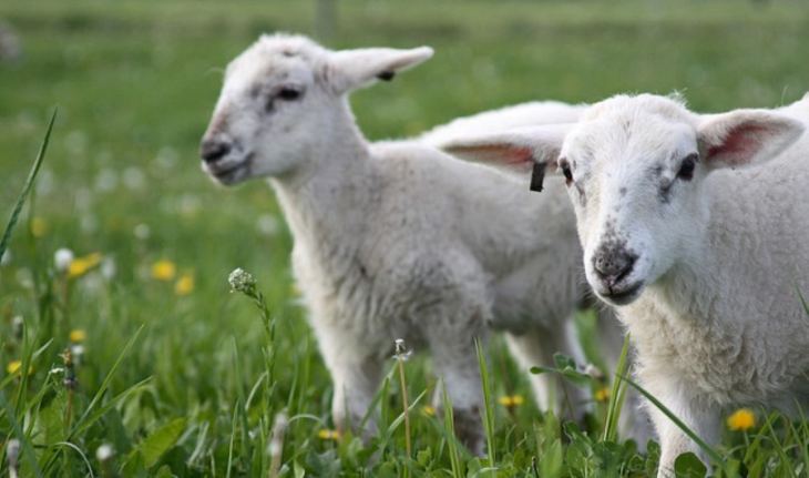 Έ&nu;&alpha;&rho;&xi;&eta; &pi;&epsilon;&rho;&iota;ό&delta;&omicron;&upsilon; &delta;&iota;&epsilon;&nu;έ&rho;&gamma;&epsilon;&iota;&alpha;&sigmaf; &kappa;&alpha;&iota; &kappa;&omicron;&iota;&nu;&omicron;&pi;&omicron;ί&eta;&sigma;&eta;&sigmaf; &epsilon;&tau;ή&sigma;&iota;&alpha;&sigmaf; &alpha;&pi;&omicron;&gamma;&rho;&alpha;&phi;ή&sigmaf; &zeta;&omega;&iota;&kappa;&omicron;ύ &kappa;&epsilon;&phi;&alpha;&lambda;&alpha;ί&omicron;&upsilon; &epsilon;&kappa;&mu;&epsilon;&tau;&alpha;&lambda;&lambda;&epsilon;ύ&sigma;&epsilon;&omega;&nu; &alpha;&iota;&gamma;&omicron;&pi;&rho;&omicron;&beta;ά&tau;&omega;&nu; &kappa;&alpha;&iota; &chi;&omicron;ί&rho;&omega;&nu; &ndash; έ&nu;&alpha;&rho;&xi;&eta; &lambda;&epsilon;&iota;&tau;&omicron;&upsilon;&rho;&gamma;ί&alpha;&sigmaf; &sigma;&chi;&epsilon;&tau;&iota;&kappa;ώ&nu; &Psi;&eta;&phi;&iota;&alpha;&kappa;ώ&nu; &Upsilon;&pi;&eta;&rho;&epsilon;&sigma;&iota;ώ&nu;